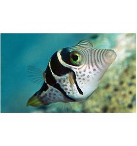 Canthigaster valentini
