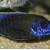 Aulonacara baenschi Aquarium Strain Electric Blue