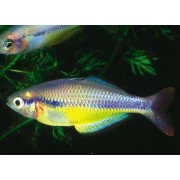 Melanoteania hebertaxelrodi