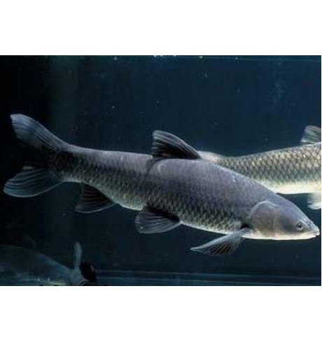 Amūras - Mylopharyngodon piceus Amūras - Mylopharyngodon piceus
