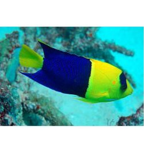 Centropyge bicolor
