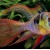 Microgeophagus ramirezi - Ramirezi vualinis