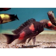 Tropheus sp. Bulupoint