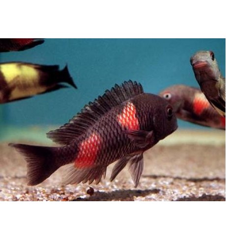 Tropheus sp. Bulupoint