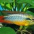 Apistogramma agassizi