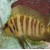 Altolamprologus compressiceps