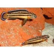 Julidochromis regani sumba
