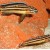 Julidochromis regani sumba
