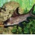 Balantiocheilus melanopterus - Ryklinis barbusas