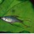 Iriatherina werneri