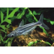 Pangasius hypophthalmus - Ryklinis šamas