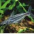 Pangasius hypophthalmus - Ryklinis šamas