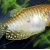 Trichogaster trichopterus sumatramus - Auksinis guramis