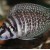 Altolamprologus calvus