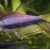 Nematobrycon palmeri - Karališka tetra