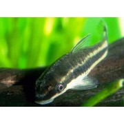 Otocinclus affinis - Otocincus