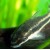 Otocinclus affinis - Otocincus