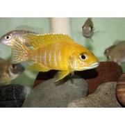 Aulonacara baenschi Gold Net - Aulunakara geltona