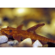 Rineloricaria sp. af. lanceolata Red