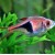 Trigonostigma heteromorpha - Rasbora su trikampėliu