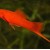 Xiphophorus helleri Red - Raudonas kardonešis