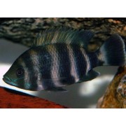 Tilapia buttikoferi