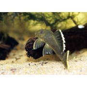 Baryancistrus sp.