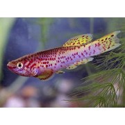 Fundulopanchax gardneri