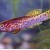 Fundulopanchax gardneri