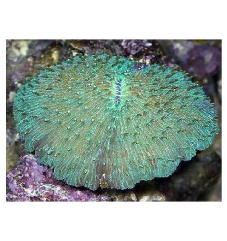 LSP pusiau kietas koralas - Fungia sp.