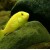 Labidochromis carauleus - Kolibris