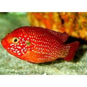 Hemichromis lifalili