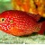 Hemichromis lifalili