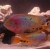 Cichlasoma synspilum
