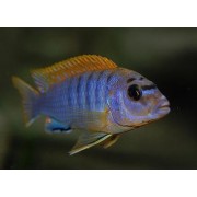 Labidochromis hongi