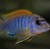 Labidochromis hongi