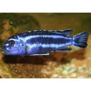 Melanochromis maingano