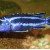 Melanochromis maingano
