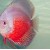 Symphysodon aequifasciatus Red White - Diskusas