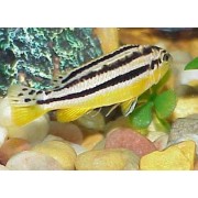 Melanochromis auratus