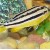 Melanochromis auratus