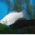 P.X. sphenops White Molly - Molinezija balta