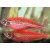 Danio rerio var. Frankei Coral Red - Taškuota danija raudonas koralas