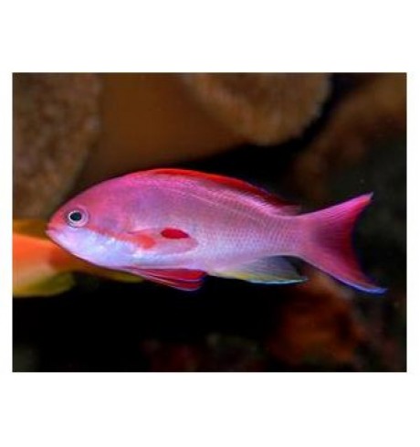 Pseudanthias squamipinnis