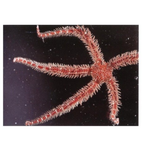 Jūrų žvaigždė - Ophiomastix annulosa
