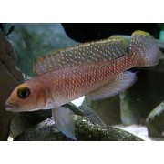 Lamprologus ornatipinnis - Kriauklinukas