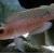 Lamprologus ornatipinnis - Kriauklinukas