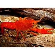 Procambarus clarkii - Raudonas Vėžys