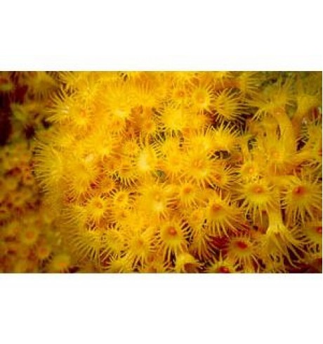 Minkštasis koralas - Parazoanthus gracilis