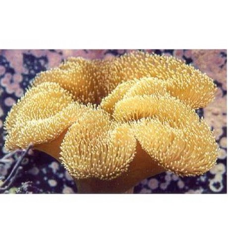 Minkštasis koralas - Sarcophyton sp.